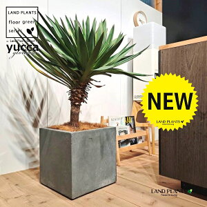 bJiOI[TFj 10 DF t@Co[ L[u^ 1 yRRt@Co[EMz bJOIT OIT bJ bJ hCK[f yucca gloriosa