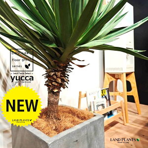 bJiOI[TFj 10 DF t@Co[ L[u^ 1 yRRt@Co[EMz bJOIT OIT bJ bJ hCK[f yucca gloriosa