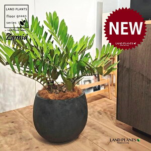 ザミア(フルフラセア) 10号 黒色 ぽってり スタイリッシュ 植木鉢 1鉢 【ココファイバー・受皿】 ザミオクルカス ザミオ ザミア ザミアフルフラセア メキシコ蘇鉄 メキシコソテツ Zamioculcas