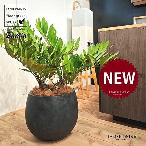 ザミア(フルフラセア) 10号 黒色 ぽってり スタイリッシュ 植木鉢 1鉢 【ココファイバー・受皿】 ザミオクルカス ザミオ ザミア ザミアフルフラセア メキシコ蘇鉄 メキシコソテツ Zamioculcas