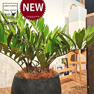 ザミア(フルフラセア) 10号 黒色 ぽってり スタイリッシュ 植木鉢 1鉢 【ココファイバー・受皿】 ザミオクルカス ザミオ ザミア ザミアフルフラセア メキシコ蘇鉄 メキシコソテツ Zamioculcas