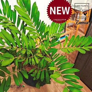 U~AittZAj 10 F ۂĂ X^CbV Aؔ 1 yRRt@Co[EMz U~INJX U~I U~A U~AttZA LVRhS LVR\ec Zamioculcas