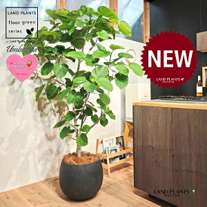 ウンベラータ(自然樹形) 10号 黒色 ぽってり スタイリッシュ 植木鉢 1鉢 【内部受皿・ココファイバー】 フィカス フィカスウンベラータ ゴム ゴムの木 ウランベータ ウンダベータ Ficus umbel