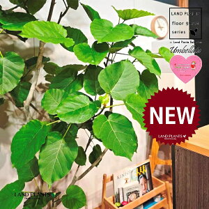 Ex[^iR`j 10 F ۂĂ X^CbV Aؔ 1 yMERRt@Co[z tBJX tBJXEx[^ S S̖ Ex[^ E_x[^ Ficus umbel