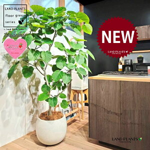 Ex[^iR`j 10 F ۂĂ X^CbV Aؔ 1 yMERRt@Co[z tBJX tBJXEx[^ S S̖ Ex[^ E_x[^ Ficus umbel