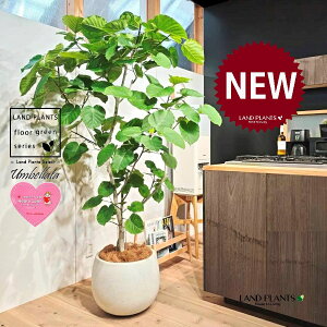 ウンベラータ(自然樹形) 10号 白色 ぽってり スタイリッシュ 植木鉢 1鉢 【内部受皿・ココファイバー】 フィカス フィカスウンベラータ ゴム ゴムの木 ウランベータ ウンダベータ Ficus umbel