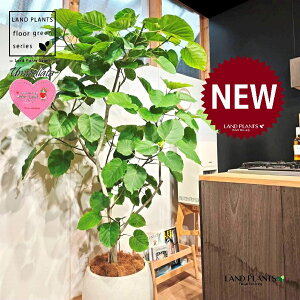 Ex[^iR`j 10 F ۂĂ X^CbV Aؔ 1 yMERRt@Co[z tBJX tBJXEx[^ S S̖ Ex[^ E_x[^ Ficus umbel