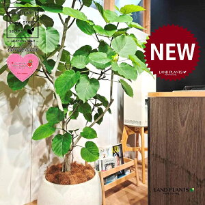 ウンベラータ(自然樹形) 10号 白色 ぽってり スタイリッシュ 植木鉢 1鉢 【内部受皿・ココファイバー】 フィカス フィカスウンベラータ ゴム ゴムの木 ウランベータ ウンダベータ Ficus umbel