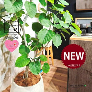 Ex[^iR`j 10 F ۂĂ X^CbV Aؔ 1 yMERRt@Co[z tBJX tBJXEx[^ S S̖ Ex[^ E_x[^ Ficus umbel