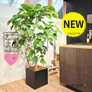 Ex[^iR`j 10 F t@Co[ L[u^ 픫 1 yMERRt@Co[z tBJX tBJXEx[^ S S̖ Ex[^ E_x[^ Ficus umbel