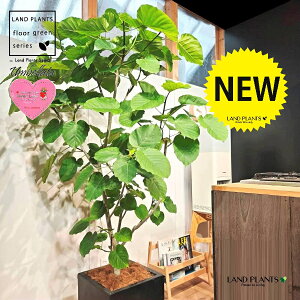 ウンベラータ(大型:自然樹形) 10号 黒色 ファイバー製 キューブ型 陶器鉢 1鉢 【内部受皿・ココファイバー】 フィカス フィカスウンベラータ ゴム ゴムの木 ウランベータ ウンダベータ Fi