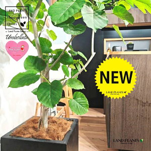 Ex[^iR`j 10 F t@Co[ L[u^ 픫 1 yMERRt@Co[z tBJX tBJXEx[^ S S̖ Ex[^ E_x[^ Ficus umbel