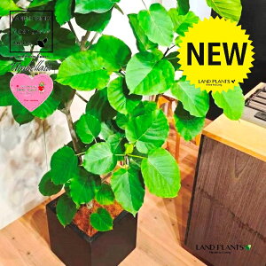 ウンベラータ(自然樹形) 10号 黒色 ファイバー製 キューブ型 陶器鉢 1鉢 【内部受皿・ココファイバー】 フィカス フィカスウンベラータ ゴム ゴムの木 ウランベータ ウンダベータ Ficus umbel