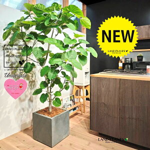 ウンベラータ(自然樹形) 10号 灰色 ファイバー製 キューブ型 陶器鉢 1鉢 【内部受皿・ココファイバー】 フィカス フィカスウンベラータ ゴム ゴムの木 ウランベータ ウンダベータ Ficus umbel