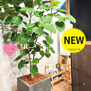 Ex[^iR`j 10 DF t@Co[ L[u^ 픫 1 yMERRt@Co[z tBJX tBJXEx[^ S S̖ Ex[^ E_x[^ Ficus umbel