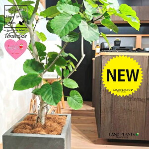 Ex[^iR`j 10 DF t@Co[ L[u^ 픫 1 yMERRt@Co[z tBJX tBJXEx[^ S S̖ Ex[^ E_x[^ Ficus umbel