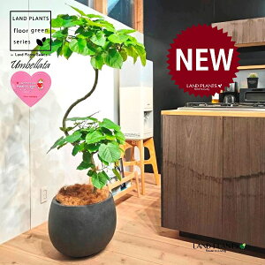 ウンベラータ(都会的な洗練カーブ) 10号 黒色 ぽってり スタイリッシュ 植木鉢 1鉢 【内部受皿・ココファイバー】 曲がり 曲げ カーブ フィカス フィカスウンベラータ ゴム ゴムの木 ウラ