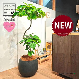 ウンベラータ(都会的な秀逸カーブ) 10号 黒色 ぽってり スタイリッシュ 植木鉢 1鉢 【内部受皿・ココファイバー】 曲がり 曲げ カーブ フィカス フィカスウンベラータ ゴム ゴムの木 Ficus u