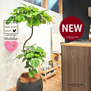 Ex[^isIȐJ[uj 10 F ۂĂ X^CbV Aؔ 1 yMERRt@Co[z Ȃ Ȃ J[u tBJX tBJXEx[^ S S̖ E