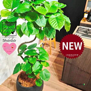 Ex[^isIȐJ[uj 10 F ۂĂ X^CbV Aؔ 1 yMERRt@Co[z Ȃ Ȃ J[u tBJX tBJXEx[^ S S̖ E