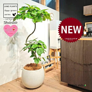 ウンベラータ(都会的な秀逸カーブ) 10号 黒色 ぽってり スタイリッシュ 植木鉢 1鉢 【内部受皿・ココファイバー】 曲がり 曲げ カーブ フィカス フィカスウンベラータ ゴム ゴムの木 Ficus u