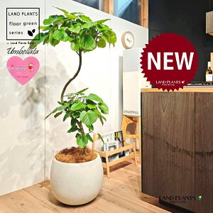 ウンベラータ(都会的な秀逸カーブ) 10号 黒色 ぽってり スタイリッシュ 植木鉢 1鉢 【内部受皿・ココファイバー】 曲がり 曲げ カーブ フィカス フィカスウンベラータ ゴム ゴムの木 Ficus u