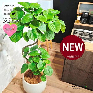 Ex[^isIȏGJ[uj 10 F ۂĂ X^CbV Aؔ 1 yMERRt@Co[z Ȃ Ȃ J[u tBJX tBJXEx[^ S S̖ Ficus u