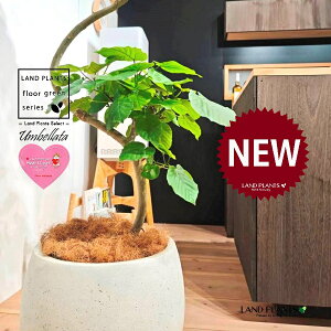 ウンベラータ(都会的な秀逸カーブ) 10号 黒色 ぽってり スタイリッシュ 植木鉢 1鉢 【内部受皿・ココファイバー】 曲がり 曲げ カーブ フィカス フィカスウンベラータ ゴム ゴムの木 Ficus u