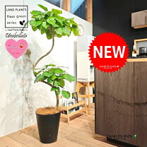 楽天市場】ウンベラータ 150cm（観葉植物｜花・観葉植物）：花 
