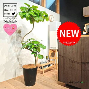 ウンベラータ(都会的な秀逸カーブ) 10号 黒色 セラアート鉢 1鉢 【内部受皿・ココファイバー】 曲がり 曲げ カーブ フィカス フィカスウンベラータ ゴム ゴムの木 ウランベータ ウンダベ