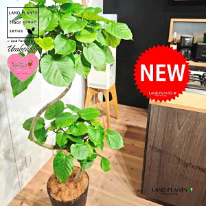 ウンベラータ(都会的な秀逸カーブ) 10号 黒色 セラアート鉢 1鉢 【内部受皿・ココファイバー】 曲がり 曲げ カーブ フィカス フィカスウンベラータ ゴム ゴムの木 ウランベータ ウンダベ