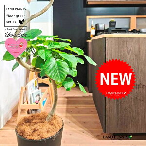 Ex[^isIȏGJ[uj 10 F ZA[g 1 yMERRt@Co[z Ȃ Ȃ J[u tBJX tBJXEx[^ S S̖ Ex[^ E_x