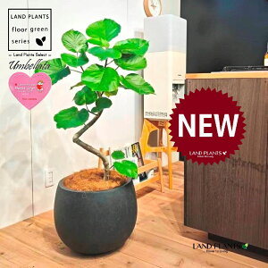 Ex[^i؎dĂ 3DȂj 10 F ۂĂ X^CbV Aؔ 1 yMERRt@Co[z Ȃ Ȃ J[u tBJX tBJXEx[^ S S̖ Ficu