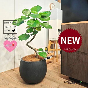 Ex[^i؎dĂ 3DȂj 10 F ۂĂ X^CbV Aؔ 1 yMERRt@Co[z Ȃ Ȃ J[u tBJX tBJXEx[^ S S̖ Ficu