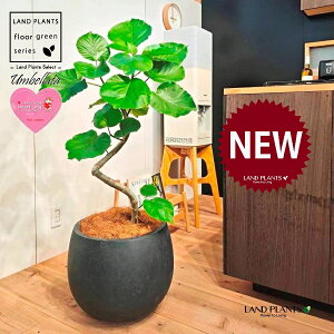 Ex[^i؎dĂ 3DȂj 10 F ۂĂ X^CbV Aؔ 1 yMERRt@Co[z Ȃ Ȃ J[u tBJX tBJXEx[^ S S̖ Ficu