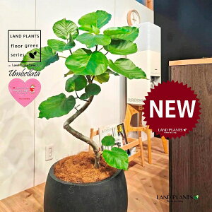 Ex[^i؎dĂ 3DȂj 10 F ۂĂ X^CbV Aؔ 1 yMERRt@Co[z Ȃ Ȃ J[u tBJX tBJXEx[^ S S̖ Ficu