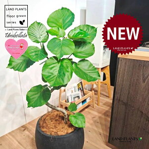 Ex[^i؎dĂ 3DȂj 10 F ۂĂ X^CbV Aؔ 1 yMERRt@Co[z Ȃ Ȃ J[u tBJX tBJXEx[^ S S̖ Ficu