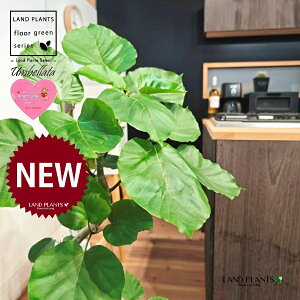 ウンベラータ(低木仕立ての 3D曲がり) 10号 黒色 ぽってり スタイリッシュ 植木鉢 1鉢 【内部受皿・ココファイバー】 曲がり 曲げ カーブ フィカス フィカスウンベラータ ゴム ゴムの木 Ficu