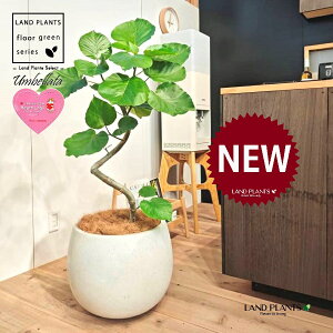 ウンベラータ(低木仕立ての 3D曲がり) 10号 白色 ぽってり スタイリッシュ 植木鉢 1鉢 【内部受皿・ココファイバー】 曲がり 曲げ カーブ フィカス フィカスウンベラータ ゴム ゴムの木 Ficu