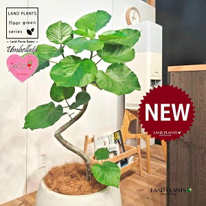 Ex[^i؎dĂ 3DȂj 10 F ۂĂ X^CbV Aؔ 1 yMERRt@Co[z Ȃ Ȃ J[u tBJX tBJXEx[^ S S̖ Ficu