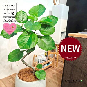 Ex[^i؎dĂ 3DȂj 10 F ۂĂ X^CbV Aؔ 1 yMERRt@Co[z Ȃ Ȃ J[u tBJX tBJXEx[^ S S̖ Ficu