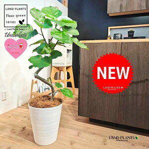 Ex[^i؎dĂ 3DȂj 10 F ZA[g 1 yMERRt@Co[z Ȃ Ȃ J[u tBJX tBJXEx[^ S S̖ Ficus umbellata 7-0988