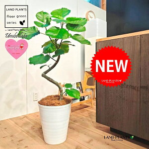 Ex[^i؎dĂ 3DȂj 10 F ZA[g 1 yMERRt@Co[z Ȃ Ȃ J[u tBJX tBJXEx[^ S S̖ Ficus umbellata 7-0988