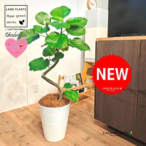 Ex[^i؎dĂ 3DȂj 10 F ZA[g 1 yMERRt@Co[z Ȃ Ȃ J[u tBJX tBJXEx[^ S S̖ Ficus umbellata 7-0988