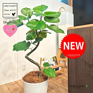 Ex[^i؎dĂ 3DȂj 10 F ZA[g 1 yMERRt@Co[z Ȃ Ȃ J[u tBJX tBJXEx[^ S S̖ Ficus umbellata 7-0988