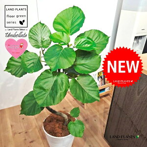 Ex[^i؎dĂ 3DȂj 10 F ZA[g 1 yMERRt@Co[z Ȃ Ȃ J[u tBJX tBJXEx[^ S S̖ Ficus umbellata 7-0988