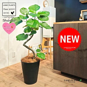 Ex[^i؎dĂ 3DȂj 10 F ZA[g 1 yMERRt@Co[z Ȃ Ȃ J[u tBJX tBJXEx[^ S S̖ Ficus umbellata 7-0988