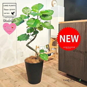 Ex[^i؎dĂ 3DȂj 10 F ZA[g 1 yMERRt@Co[z Ȃ Ȃ J[u tBJX tBJXEx[^ S S̖ Ficus umbellata 7-0988