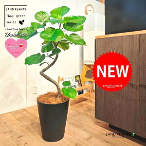 Ex[^i؎dĂ 3DȂj 10 F ZA[g 1 yMERRt@Co[z Ȃ Ȃ J[u tBJX tBJXEx[^ S S̖ Ficus umbellata 7-0988