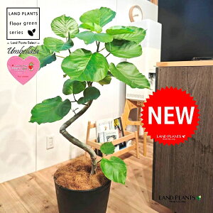 Ex[^i؎dĂ 3DȂj 10 F ZA[g 1 yMERRt@Co[z Ȃ Ȃ J[u tBJX tBJXEx[^ S S̖ Ficus umbellata 7-0988